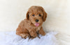 F1B Cockapoo For Sale Fresno OH Sammy
