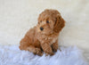 F1B Cockapoo For Sale Fresno OH Sammy