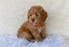 F1B Cockapoo For Sale Fresno OH Sammy