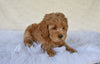 F1B Cockapoo For Sale Fresno OH Sammy