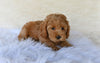 F1B Cockapoo For Sale Fresno OH Sammy