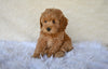 F1B Cockapoo For Sale Fresno OH Sammy
