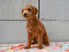 Miniature Poodle For Sale Fresno Ohio-Sammy