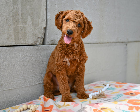 Miniature Poodle For Sale Fresno Ohio-Sammy