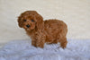 F1B Cockapoo For Sale Fresno OH-Sandra