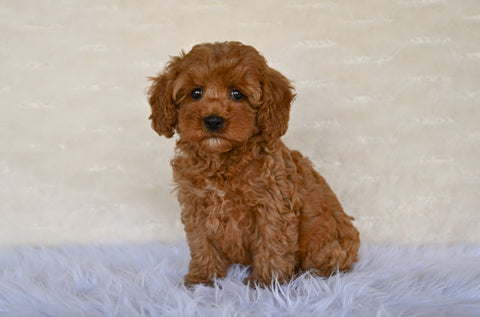 F1B Cockapoo For Sale Fresno OH-Sandra