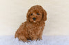 F1B Cockapoo For Sale Fresno OH-Sandra