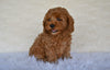 F1B Cockapoo For Sale Fresno OH-Sandra