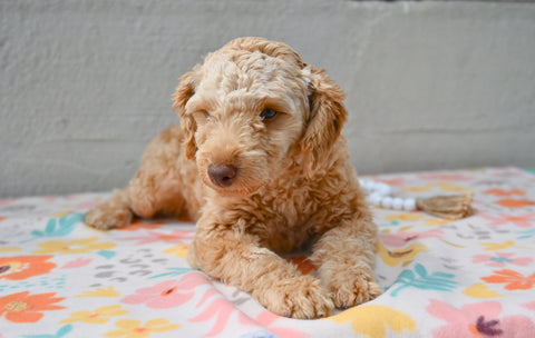 Miniature Poodle For Sale Fresno Ohio-Sassy