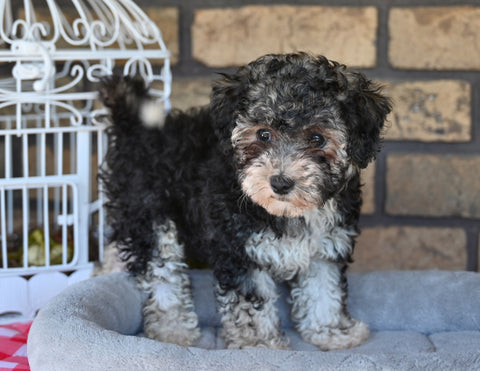 Havapoo for Sale Sugarcreek OH-Scout