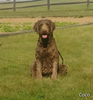 Medium F1B Labradoodle For Sale Millersburg OH Male-Baxter