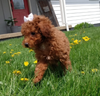 ICA Registered Mini Poodle For Sale Dundee OH Male-Lenny