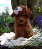 ICA Registered Mini Poodle For Sale Dundee OH Male-Lenny