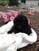 AKC Registered Toy Poodle For Sale Dundee OH Male-Ace