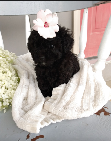 AKC Registered Toy Poodle For Sale Dundee OH Male-Ace