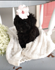 AKC Registered Toy Poodle For Sale Dundee OH Male-Ace