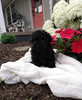 AKC Registered Toy Poodle For Sale Dundee OH Male-Archer