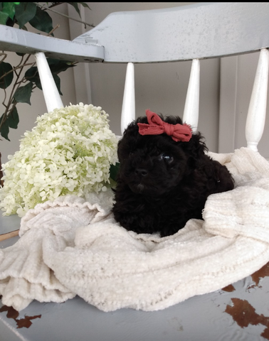 AKC Registered Toy Poodle For Sale Dundee OH Male-Archer