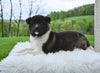 AKC Akita For Sale Millersburg OH Female-Sky