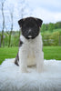 AKC Akita For Sale Millersburg OH Female-Sky