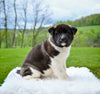 AKC Akita For Sale Millersburg OH Female-Sky