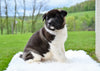 AKC Akita For Sale Millersburg OH Female-Sky