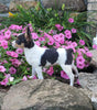 Toy Fox Terrier For Sale Sugarcreek OH Male-Riley