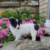 Toy Fox Terrier For Sale Sugarcreek OH Male-Marley