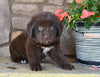 Newfoundland For Sale Dalton OH-Snickers