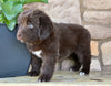 Newfoundland For Sale Dalton OH-Snickers