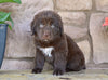 Newfoundland For Sale Dalton OH-Snickers