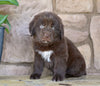 Newfoundland For Sale Dalton OH-Snickers