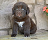 Newfoundland For Sale Dalton OH-Snickers