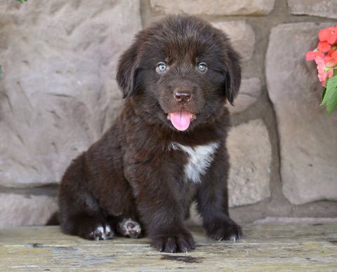 Newfoundland For Sale Dalton OH-Snickers
