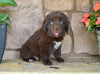 Newfoundland For Sale Dalton OH-Snickers