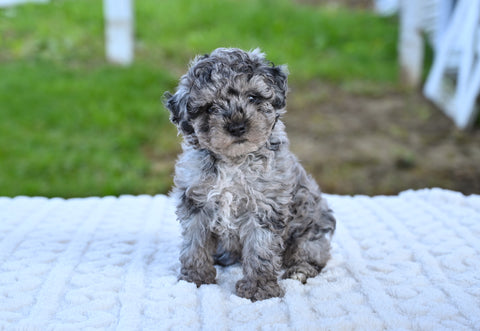 Toy Poodle For Sale Millersburg OH Sophie