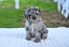 Toy Poodle For Sale Millersburg OH Sophie