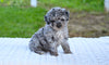 Toy Poodle For Sale Millersburg OH Sophie
