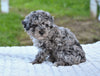 Toy Poodle For Sale Millersburg OH Sophie