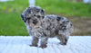 Toy Poodle For Sale Millersburg OH Sophie