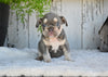 AKC French Bulldog For Sale Baltic OH Sophie