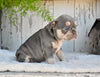 AKC French Bulldog For Sale Baltic OH Sophie