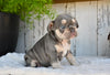 AKC French Bulldog For Sale Baltic OH Sophie