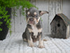 AKC French Bulldog For Sale Baltic OH Sophie