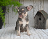 AKC French Bulldog For Sale Baltic OH Sophie