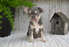 AKC French Bulldog For Sale Baltic OH Sophie