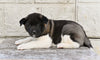 AKC Akita For Sale Millersburg OH Female Mia