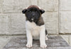 AKC Akita For Sale Millersburg OH Female Mia