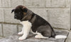 AKC Akita For Sale Millersburg OH Female Mia