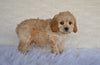 F1B Cockapoo For Sale Fresno OH-Tanner